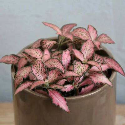 Fittonia Pink Forest flame baby