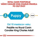 Granule pre psov Royal Canin Cavalier King Charles Puppy 1,5 kg