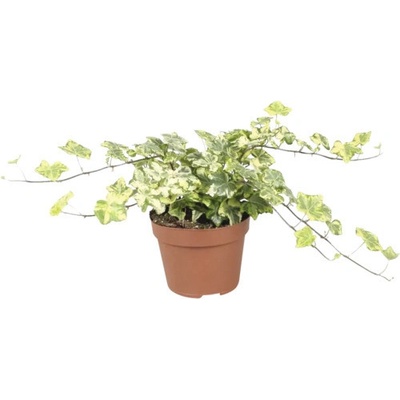Břečťan žluto-zelený FloraSelf Hedera helix 'Golden Kolibri' cca 20 cm květináč Ø 13 cm