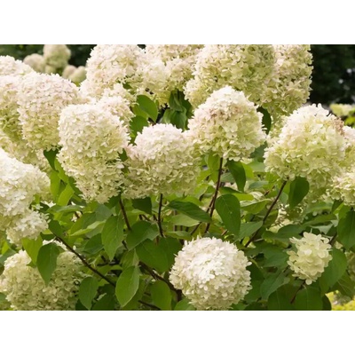 Hortenzia metlinatá Limelight na cca 40cm kmienku, výška 90-110 cm, kont. C10