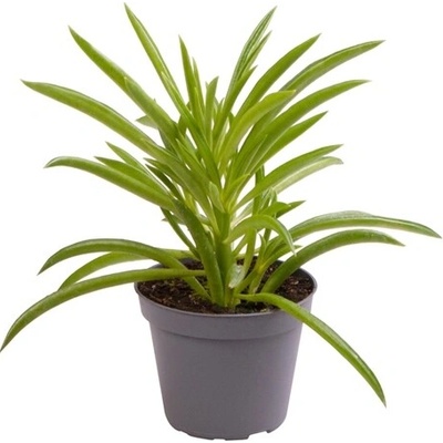 Gardners Peperomia ferreyrae Nevada, průměr 6 cm Peperomie, pepřinec