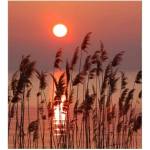 DIMEX ART Флизелинов фототапет тръстика на езерото 225 x 250 см