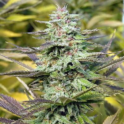Big Head Seeds THC Pro Semienka neobsahujú THC 5 ks