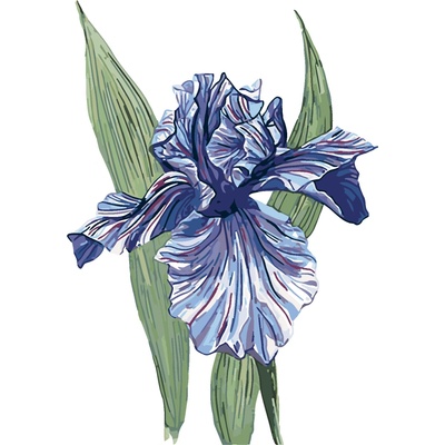 ZUTY Malování podle čísel JEDEN FIALOVÝ KOSATEC ALEXANDRIA GILBERT Rozměr 40 x 50 cm Rámování vypnuté plátno na rám