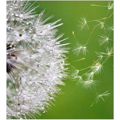 DIMEX ART Флизелинов фототапет летящ пух от глухарче 225 x 250 см