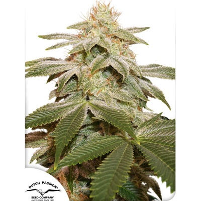 Dutch Passion Sugar Bomb Punch semena neobsahují THC 3 ks