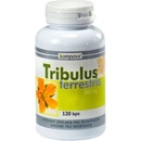 Tribulus terrestris 400 mg 120 kapslí