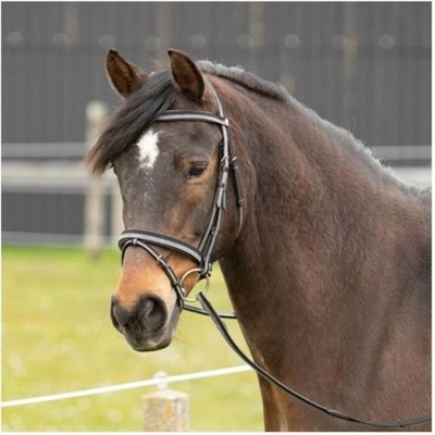 HARRY'S HORSE Two-Tone s anglickým nánosníkem – Zboží Mobilmania