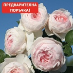 Kordes® Роза Herzogin Christiana® (Earth Angel) - Parfuma® - Kordes®