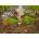Ravensburger - Puzzle Witch - 500 piese