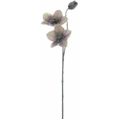 Čemeřice větev „Caseros“ zelená 56 cm