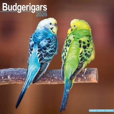 Budgerigar, 30,5 x 30,5 30,5 x 61 cm 2026