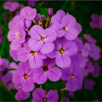 Večernice vonná dvouletka - Hesperis matronalis - prodej semen - 100 ks