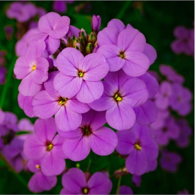 Večernice vonná dvouletka - Hesperis matronalis - prodej semen - 100 ks