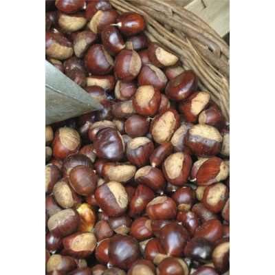 Kaštanovník Marone BIO FloraSelf Bio Castanea sativa výška 80-90 cm květináč 5 l
