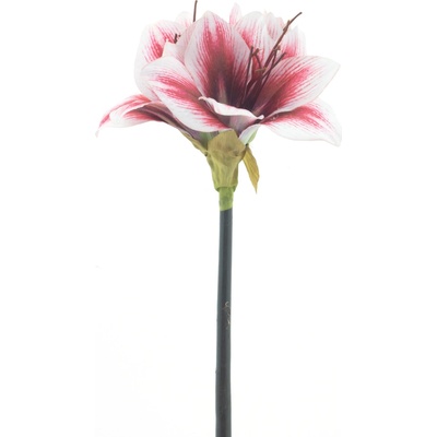 Amarylka větev „Moonshine“ růžová 52 cm