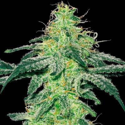 White Label White Skunk regular semena neobsahují THC 10 ks