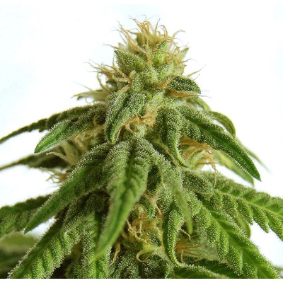 Kannabia Seeds Afrodite semena neobsahují THC 10 ks