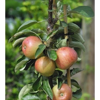 Jabloň zakrslá BIO FloraSelf Bio Malus domestica 'Delgrina' kmínek 40 cm celková výška 60-80 cm květináč 7,5 l