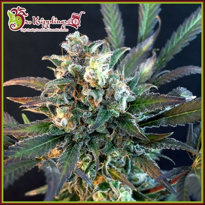 Dr. Krippling Seeds Quick Separation Cake semienka neobsahujú THC 5 ks