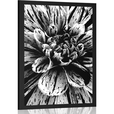 Plakát exotická dália v černobílém provedení - 20x30 white