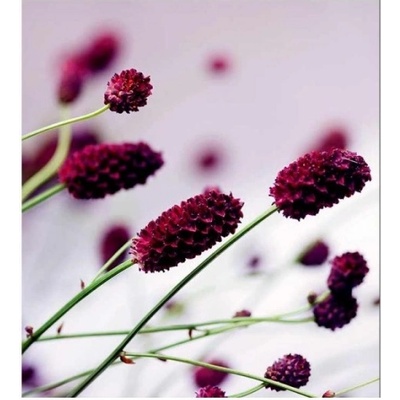 DIMEX ART Флизелинов фототапет лилаво цвете 225 x 250 см