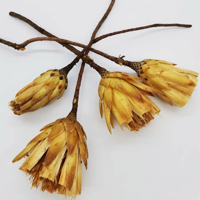 Protea repens cut - světle krémová - SU1172