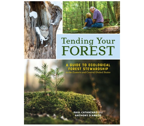 Tending Your Forest