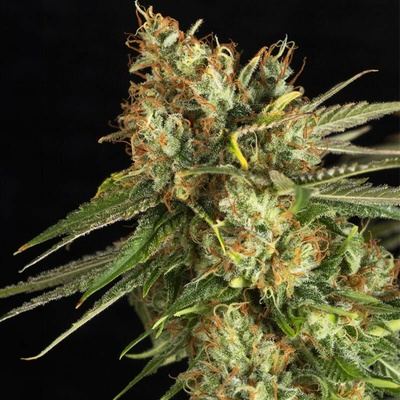 EVA Seeds Lemon King semienka neobsahujú THC 3 ks
