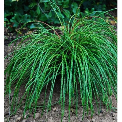 Thuja plicata 'Whipcord' 30-40 cm