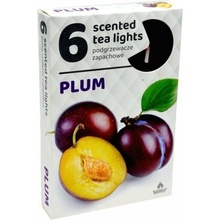 Admit Plum 6 ks