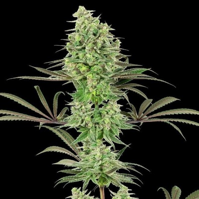 White Label Double Banana Kush semena neobsahují THC 3 ks