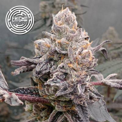Enigma Genetics Original Sunset Sherbet semienka neobsahujú THC 3 ks