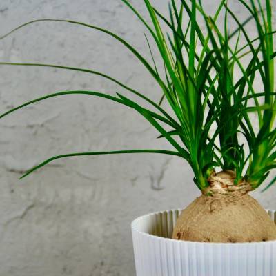 Nolina Recurvata Sloní noha