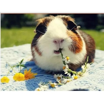 Image 1 of Хамстер 25/35 см