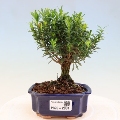 e-bonsai Pokojová bonsai - Buxus harlandii -korkový buxus