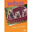 VARIOUS: KOTATA DVD