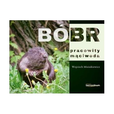BÓBR PRACOWITY MĄCIWODA