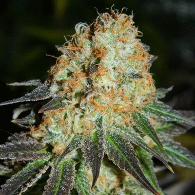 Cream Of The CropCash Crop Auto Semienka neobsahujú THC 5 ks