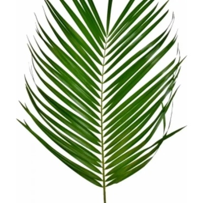 PALM PHOENIX ROEBELINII 80cm