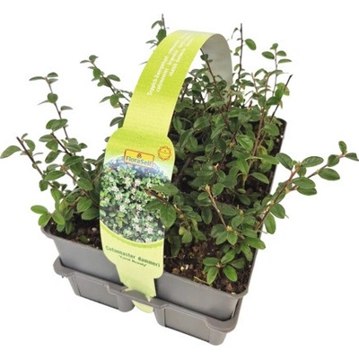 Skalník Dammerův FloraSelf Cotoneaster dammeri 'Coral Beauty' balení 6 ks