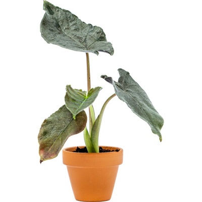 Gardners Alocasia Antoro Velvet, průměr 6 cm Alokásie, Alokázie