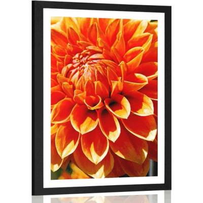 Plakát s paspartou oranžová dália - 20x30 white