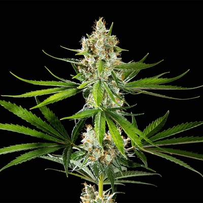 Kannabia Seeds Oreoz USA semena neobsahují THC 3 ks