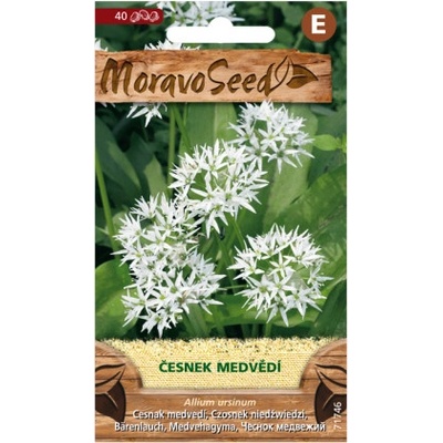 MoravoSeed Česnek medvědí
