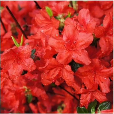 Azalea (J) 'Stewartstown' 20-25 C2L