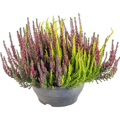 Vřes obecný High Five, Calluna vulgaris, miska, průměr květináče 23 cm