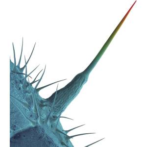Universal Gabriel Pater: And I'll Scratch Yours - CD (042054)