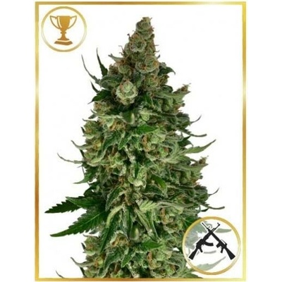 Mr. Hide Seeds Mr. Original AK semena neobsahují THC 5 ks