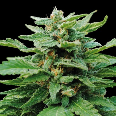 Kannabia Seeds Karibbean Mango semienka neobsahujú THC 3 ks